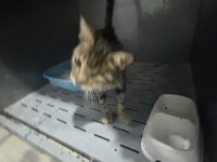 Tepe göz kedimiz illüminati yuva arıyor