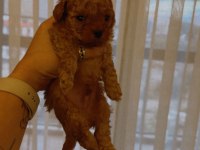 A kalite kg garantili toy poodle bebekler