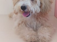 Maltese maltipoo