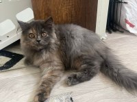 British longhair kedimiz 3 aylık