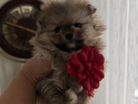 Süslü pomeranian kızlar
