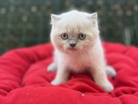 Biblo scottish fold blue point yavrular