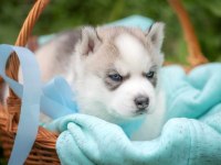 Husky yavruları