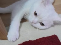 2 yaşında ev kedisi