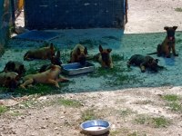 SAFKAN BELÇİKA KURDU BU KALİTE DE BİR DAHA YOK