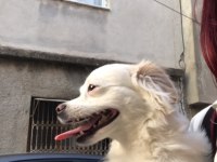 Acil Sahiplendirme Rus Finosu