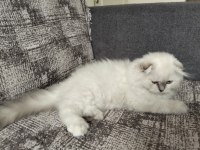 1 adet scottish fold dişi miya