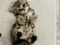 Golden N12 british shorthair orjinal safkan