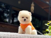 Pomeranian Boo Yavrusu
