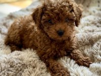 ÜST DÜZEYDEKİ TOY POODLE YAVRULARIMIZ
