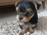 Yorkshire Terrier Yavrularımız