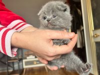 Tüy yumağı scottish fold bebeklere yuva