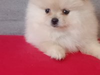 Pomeranian boo erkek