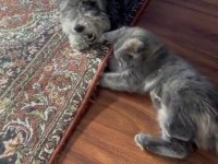 GRİ RENK MELEZ YAVRU KEDİMİZ