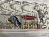 Bedava Fiyatına Çift Muhabbet Kuşu