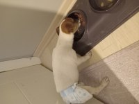 Orijinal jack russell köpeği