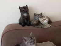 YENİ YUVALARINA GİTMEYE HAZIR KEDİLER