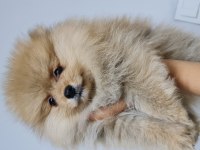 Pomeranian yetişkin ve bebekler sahiplendirilecektir