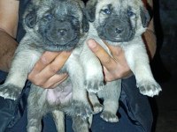 DİŞİ ERKEK SAFKAN SİVAS KANGAL YAVRULAR