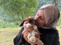 SAFKAN HOLLANDA MİNİ CÜCE TAVŞAN YAVRULAR GÖNDERİLİR