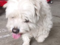 Malta terrier köpeğimiz sahiplendirilecek