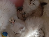 British longhair a kalite