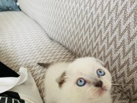 2 aylık mama ve WC eğitimli Blue Point Scottish Fold