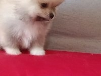 Pomeranian boo baby face