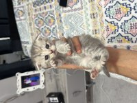 Scottish fold yavrular sahibini bekliyor