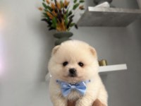 SAFKAN POMERANİAN BOO YAVRULAR