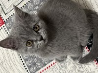Ücretsiz sahiplendirme british shorthair