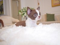 Micro mini WC eğitimli chihuahua