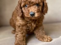 Toy Poodle Yavrular