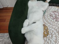 ÜLKE DIŞINA ÇIKACAĞIM İÇİN KEDİMİ SAHİPLENDİRMEK