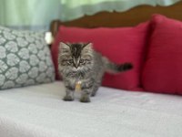 Dünya tatlısı british longhair