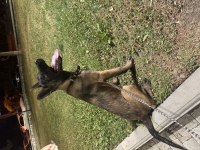 4 aylık malinois belçika kurdu