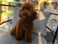Korean Orjinal Poodle Kızımız En iyisi