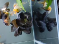 İTHAL ORANDA THAİLAND BABY FACE BLACK ORANDA KALİTELİ