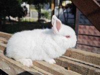 Cüce tavşan yavrular sürmeli ve normal