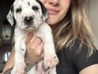 Dalmaçyalı Yavru Köpeklerimiz