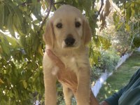 Golden Retriever Yavrumuz Yeni Yuva Arıyor