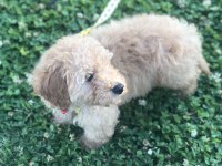 Toy poodle