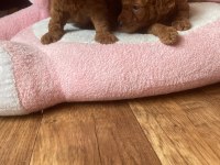 Toy poodle yavrular