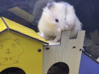 81 İLE HAMSTER BİZİMLE GÖRÜŞMEDEN KARAR VERMEYİN