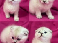 Scottish fold color point