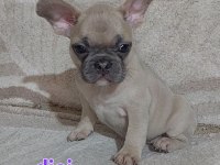 Renk renk french bulldog