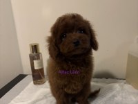 Çok Akıllı Toy Poodle Erkek