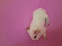 Sheltie ginepig yavru