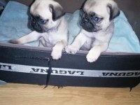 Muhteşem Pug Mops Bebekler A Kalite