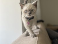 Son british shorthair blue point bebeğime yuva arıyorum